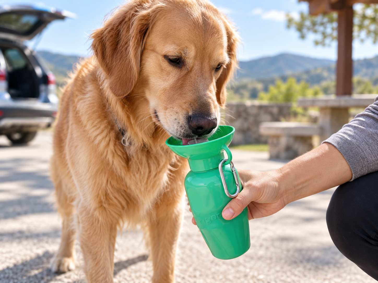 Golden retriever drinking from a Springland-style 22-ounce travel dog water bottle with integrated drinking bowl during a road-trip stop
